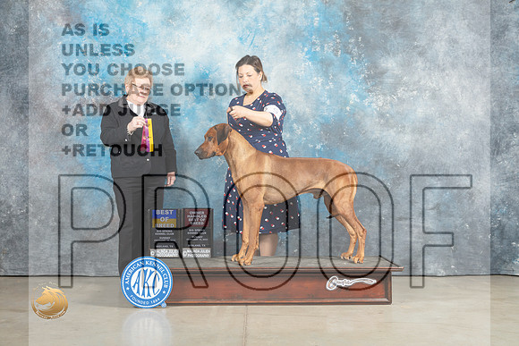 Rhodesian Ridgeback #9 Sun BOB Judge Judith Brown_MJ_2303_Midland2023_HR3
