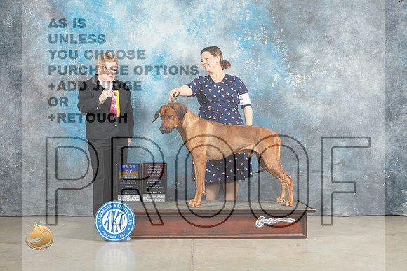 Rhodesian Ridgeback #9 Sun BOB Judge Judith Brown_MJ_2307_Midland2023_HR3