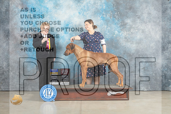 Rhodesian Ridgeback #9 Sun BOB Judge Judith Brown_MJ_2306_Midland2023_HR3