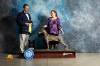 Weimaraner # Sat BMBIS Judge Robert Chaffin