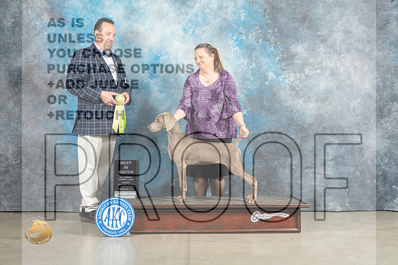 Weimaraner # Sat BMBIS Judge Robert Chaffin_MJ_2344_Midland2023_HR3