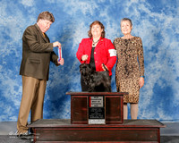 Affenpinscher #12 Sat NC BOS Ferris Linda and Evelyn Shoemaker Judge Charles Olvis