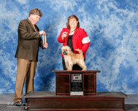 Affenpinscher #5 Sat BOB Wolf JoAnn F and Linda Ferris Judge Charles Olvis