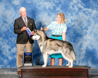 Alaskan Malamute #5 Sat BOW Wolfe Nancy and Robert Armstong Judge Steve Keating