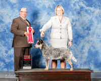 Australian Cattle Dog #5 Sat G2 Lewis Jan and Kim Broster and Robin Huston and Ruby Sisk Agent Colette Livingston Judge John Booth