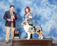 Australian Shepherd #20 Sat Maj BOS Jennkins Emma and Leon Goetz Judge Elizardo Valadez