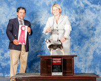 Chihuahua #5 Sat G2 Hughes Linda Agent Brooke Young Judge Elizardo Valadez