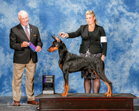 Doberman Pinscher #11 Sat WD Palsat Ed and Lynda and Dylan Kipp Judge Robert Campbell