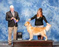 Golden Retriever #26 Sat BOB Bischoff Brianna Agent Brianna Bischoff Judge Steve Keating