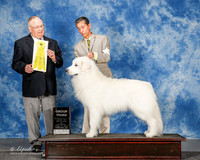 Great Pyrenees #6 Sat G3 Salas Franciso Judge Donald Gill