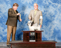Havanese #6 Sat BOB Miller Sandi Agent Dan Haley Judge Charles Olvis