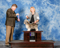 Havanese #9 Sat WD Little Lorie and Tammy Marshall Judge Charles Olvis