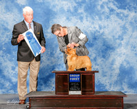 Norwich Terrier #5 Sat G1 Lentz Nancy and Dwain Agent Betty Bossio Judge Robert Campbell