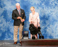 Poodle Miniature #6 Sat BOB Bengel Mary