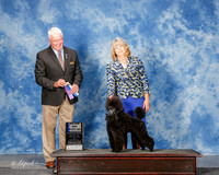 Poodle Miniature #9 Sat Maj BOW Brown Elizabeth and Wendy Penn Judge Steve Keating