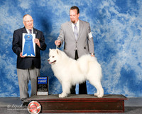 Samoyed #5 Sat G1 Oneal Claire John Judge Donald Gill