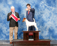 Smooth Fox Terrier #5 Sat G2 Nolan Jane and Linda Reece and M Beacon Agent Matias Mato Judge Robert Campbell