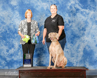 Weimaraner #R49 Sat Rally Nov 1st Tiffany Holley and Toby Holley