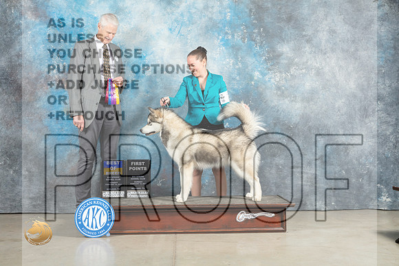 Alaskan Malamute #12 Sun BOB Judge Jon Cole_MJ_2449_Midland2023_HR3