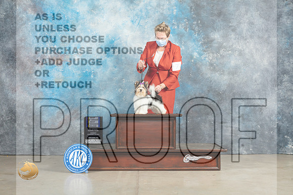 Biewer Terrier #7 Sun BOBBOWM Judge Elizabeth Muthard_MJ_2553_Midland2023_HR3