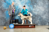 Alaskan Malamute #12 Sun BOB Judge Jon Cole