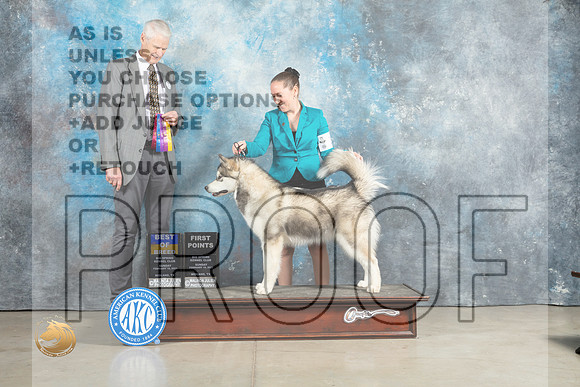 Alaskan Malamute #12 Sun BOB Judge Jon Cole_MJ_2447_Midland2023_HR3