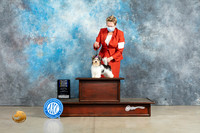 Biewer Terrier #7 Sun BOBBOWM Judge Elizabeth Muthard