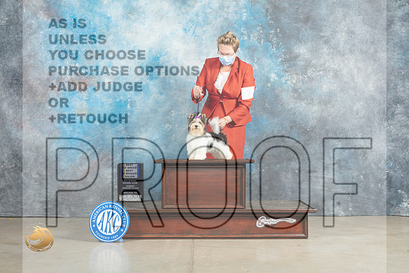 Biewer Terrier #7 Sun BOBBOWM Judge Elizabeth Muthard_MJ_2552_Midland2023_HR3