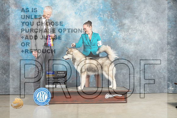 Alaskan Malamute #12 Sun BOB Judge Jon Cole_MJ_2448_Midland2023_HR3