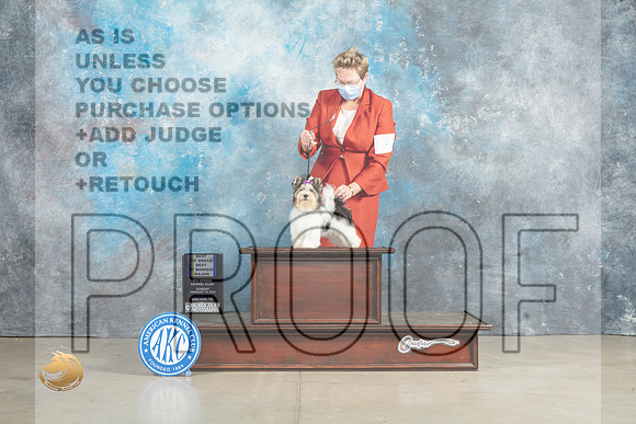 Biewer Terrier #7 Sun BOBBOWM Judge Elizabeth Muthard_MJ_2554_Midland2023_HR3