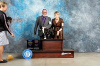 Boston Terrier #10 Sun BOBOHBOB Judge Judith Brown