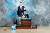 Boston Terrier #9 Sun WDCh Judge Judith Brown