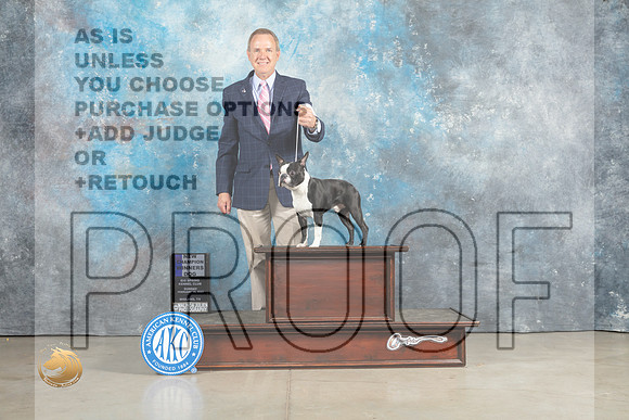 Boston Terrier #9 Sun WDCh Judge Judith Brown_MJ_2412_Midland2023_HR3
