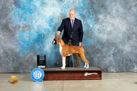 Boxer #16 Sun WB Judge Jon Cole