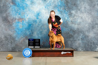 Chinese Shar Pei #8 Sun BOW Judge Judith Brown