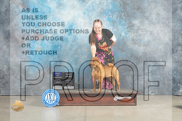 Chinese Shar Pei #8 Sun BOW Judge Judith Brown_MJ_2522_Midland2023_HR3