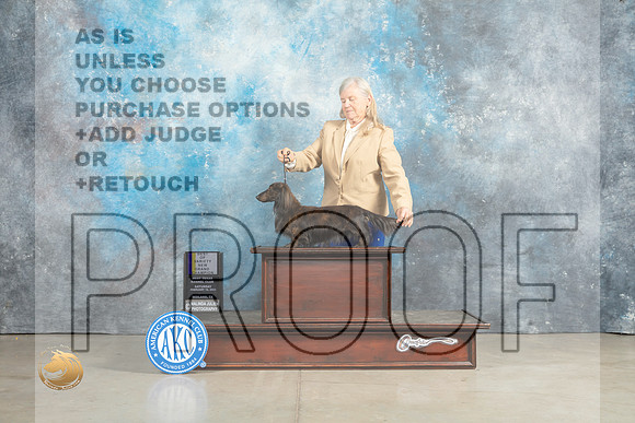 Dachshund Longhaired #7 Sat BOVGCH Judge Charles Olvis r_MJ_2519_Midland2023_HR3