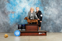Dachshund Smooth #12 Sun BOVBOWCH Judge Elizardo Valadez