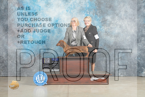 Dachshund Smooth #12 Sun BOVBOWCH Judge Elizardo Valadez_MJ_2505_Midland2023_HR3