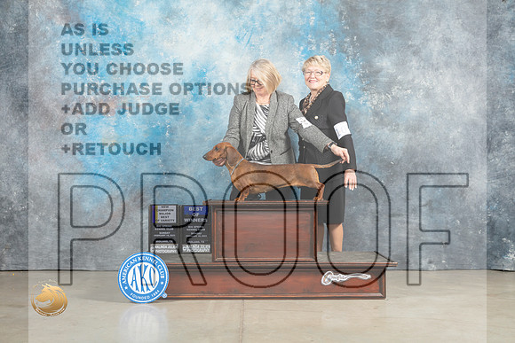 Dachshund Smooth #12 Sun BOVBOWCH Judge Elizardo Valadez_MJ_2510_Midland2023_HR3