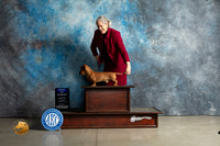 Dachshund Wirehaired #19 Sun BOW Judge Elizardo Valadez