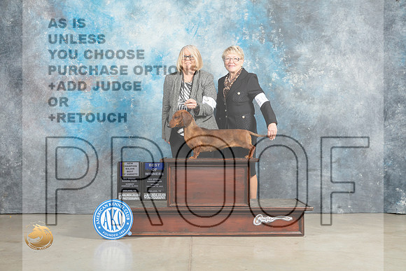Dachshund Smooth #12 Sun BOVBOWCH Judge Elizardo Valadez_MJ_2515_Midland2023_HR3