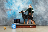 Doberman Pinscher #5 Sun BOWOHBOB Judge John Lucas