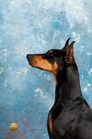 Doberman Pinscher Headshots Sun