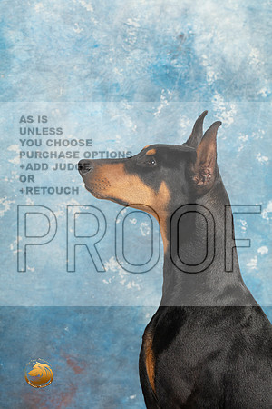 Doberman Pinscher Headshots Sun_MJ_2355_Midland2023_HR3