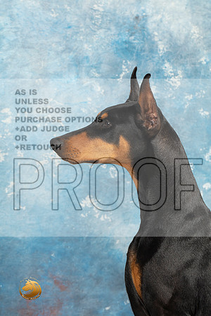 Doberman Pinscher Headshots Sun_MJ_2356_Midland2023_HR3