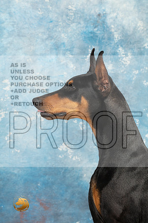 Doberman Pinscher Headshots Sun_MJ_2357_Midland2023_HR3