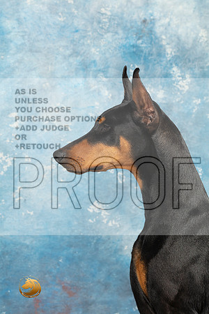 Doberman Pinscher Headshots Sun_MJ_2358_Midland2023_HR3