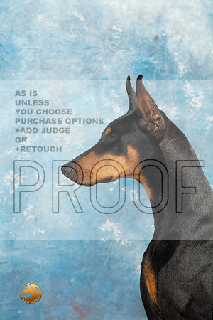 Doberman Pinscher Headshots Sun_MJ_2359_Midland2023_HR3