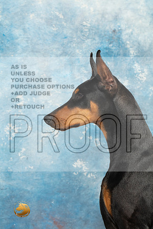 Doberman Pinscher Headshots Sun_MJ_2360_Midland2023_HR3